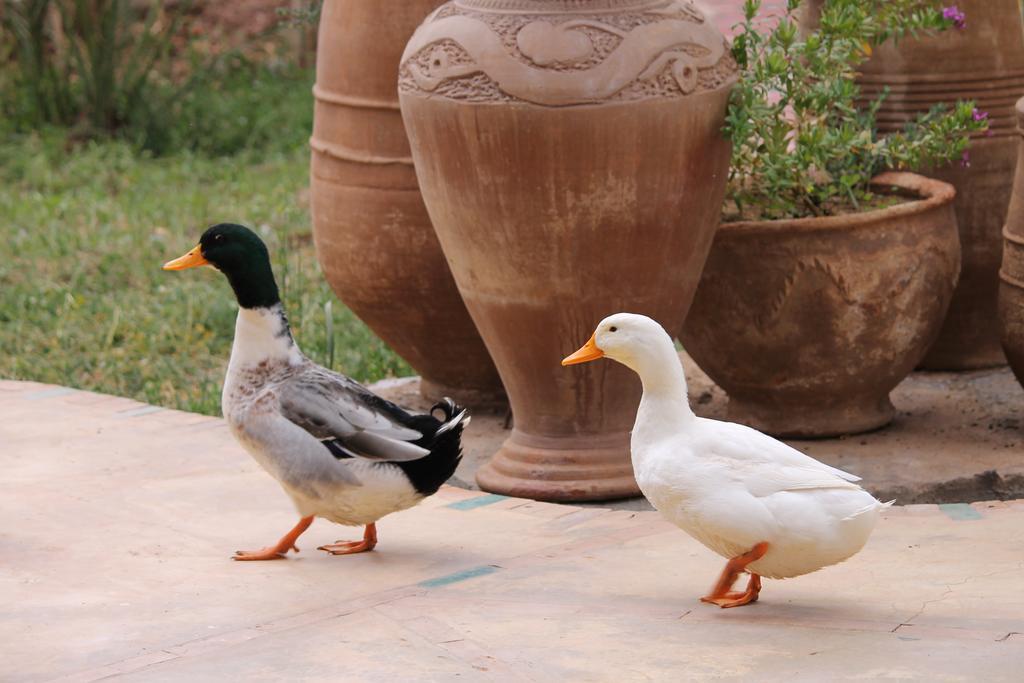 Ecolodge Bab El Oued Maroc Oasis Agdz Kültér fotó