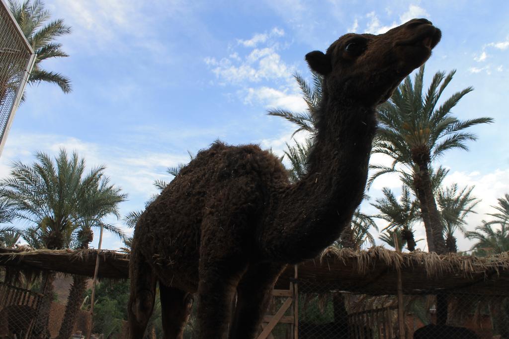 Ecolodge Bab El Oued Maroc Oasis Agdz Kültér fotó